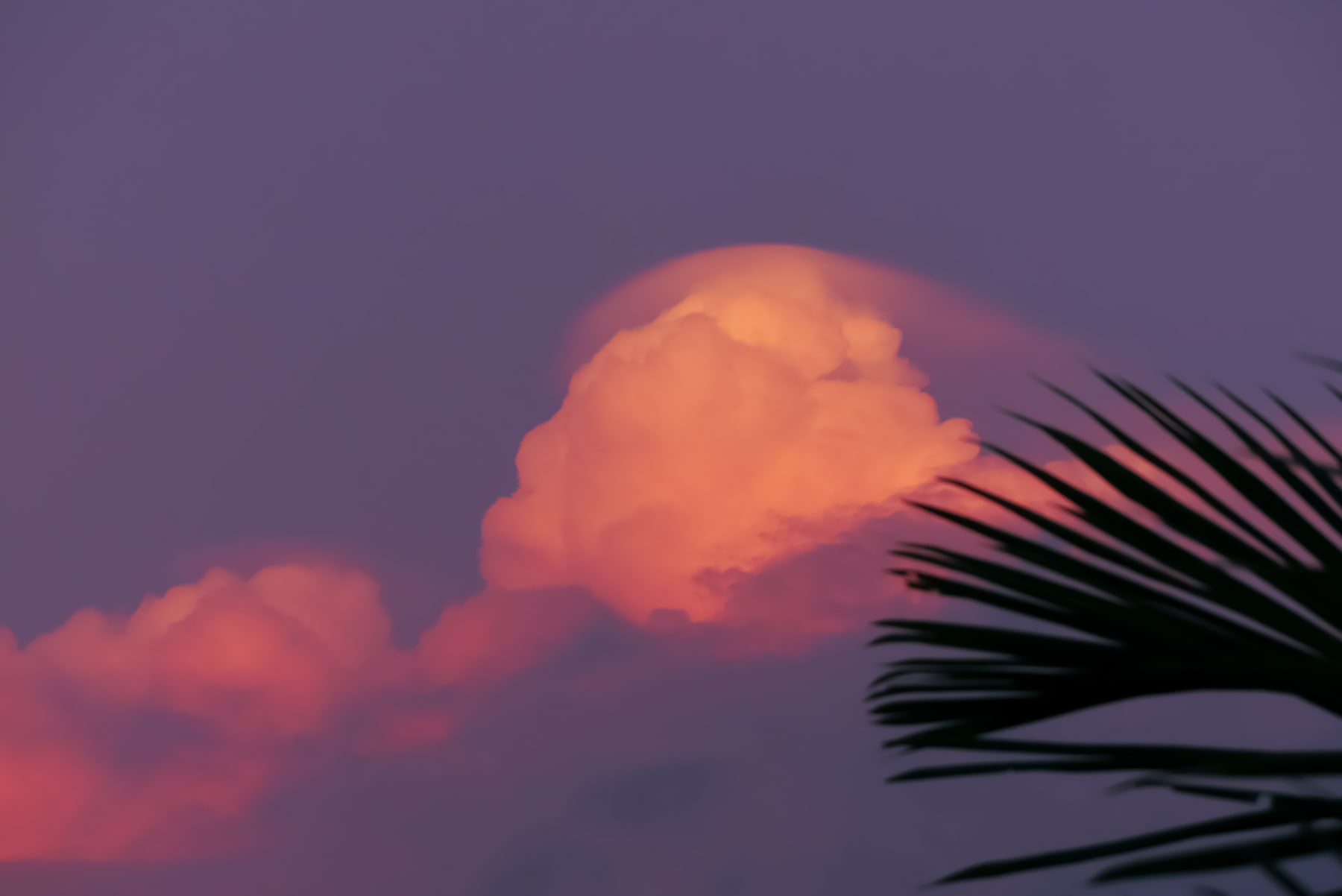 A single pink-lit cloud stands in a violet sky behind the dark silhouette of a palm frond.