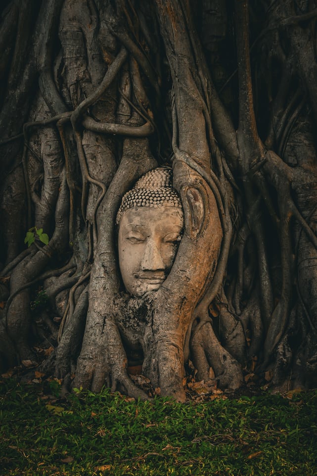 A stone head rests among the roots of a spreading tree.