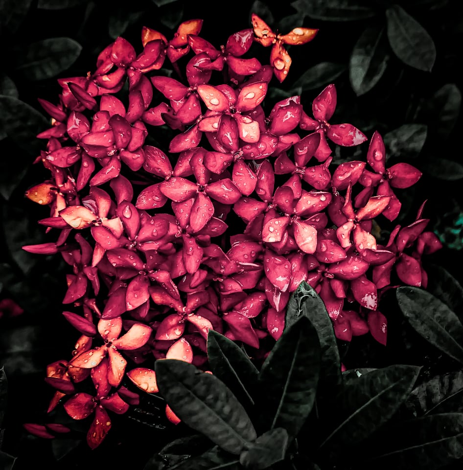 A dense cluster of small pink flowers against dark leaves.