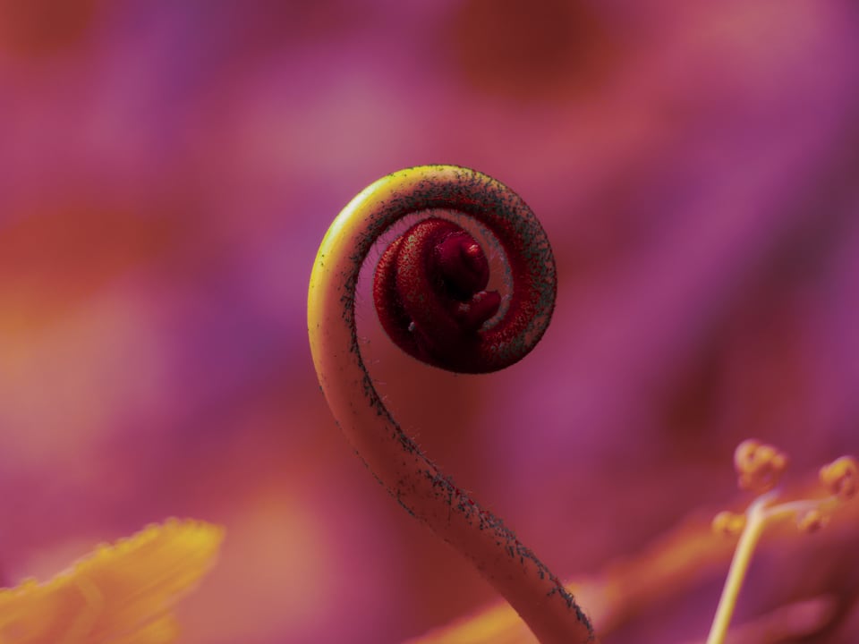 A curled flower stamen coils against magenta petals.