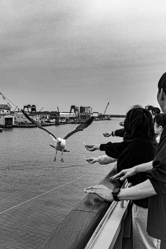 Passengers lean over a ferry rail with hands outstretched as a gull glides past.