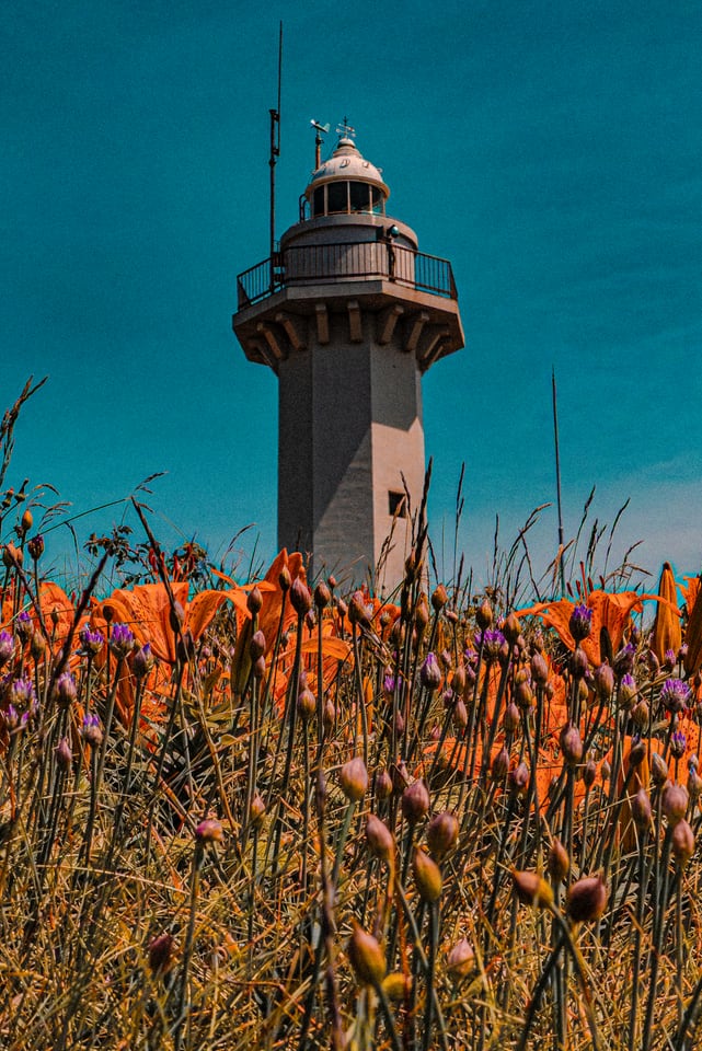 A lighthouse stands above a field of orange flowers.