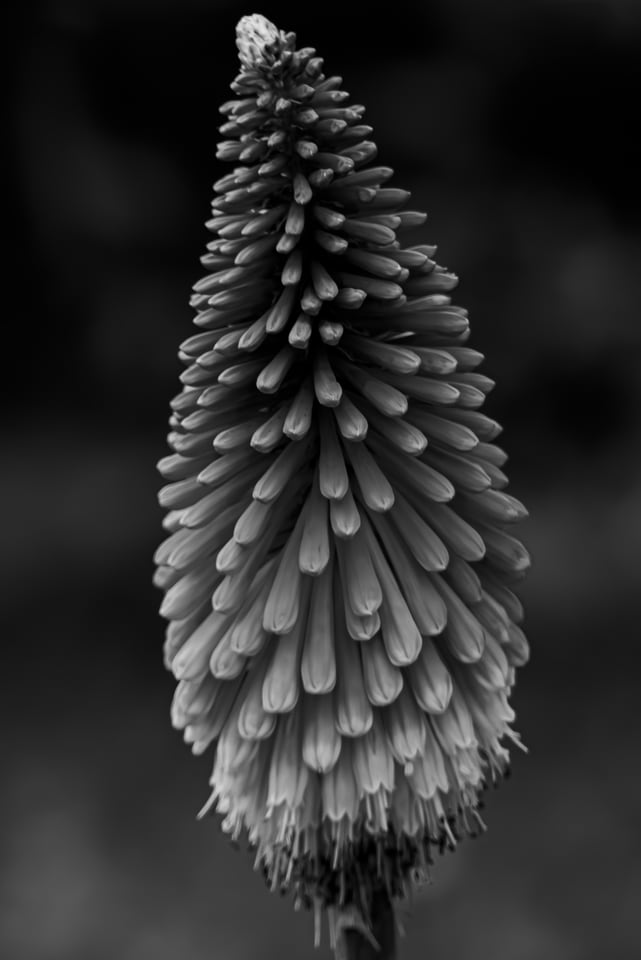 A dense spike of tubular flowers rises against a dark ground.