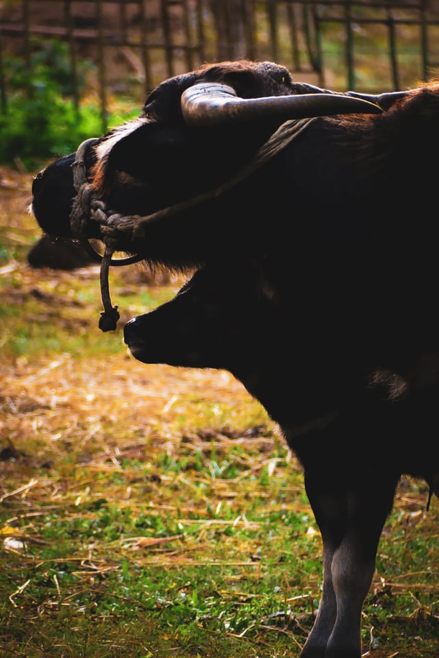 A water buffalo raises its head in a grassy field.