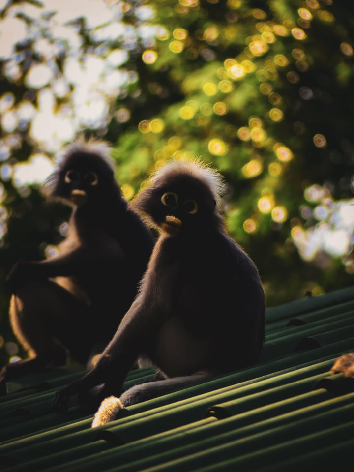 Two dusky langurs sit close together in a palm, one leaning against the other.